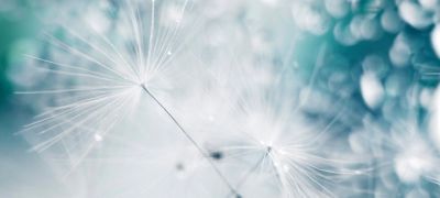 a drop of water on a dandelion.dandelion seed on a blue abstract floral background with copy space close-up. banner.