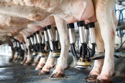 Milking cows with machinery in a farm industry