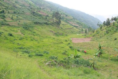 A landscape image with lush green colors. 