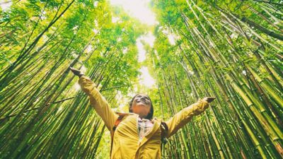 Sustainable eco-friendly travel tourist hiker walking in natural bamboo forest happy with arms up in the air enjoying healthy environment renewable resources.