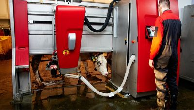 Air compressor and milking robots Automated cow farm. Milking machine, modern milk production technology at the factory