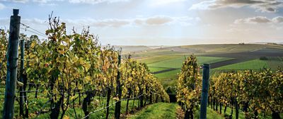 Application-agriculture-vineyard