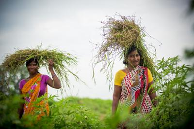 Two farmer women with hay on their head