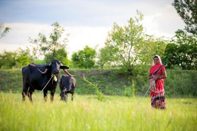 Beautiful farmer woman with cows