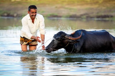 Man watering his cow in the river