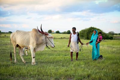 Farming family with their cow