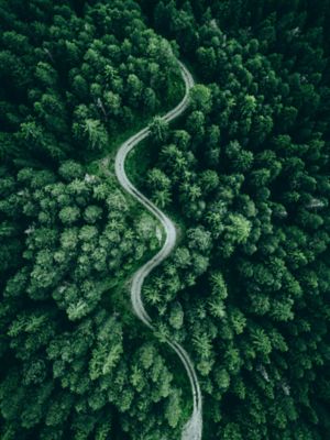 An overhead view of a green forest with a pathway through the middle
