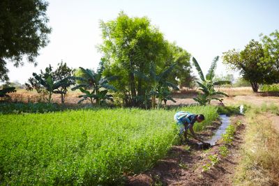 Woman working in a field in India