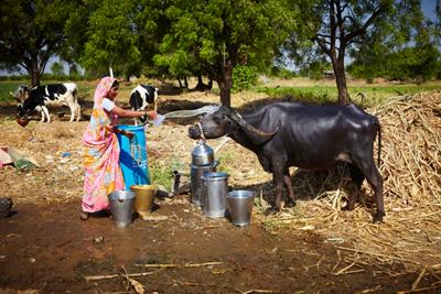 Woman cooling down a cow in India with water