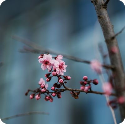 Macro shot of a tree with a pink flower