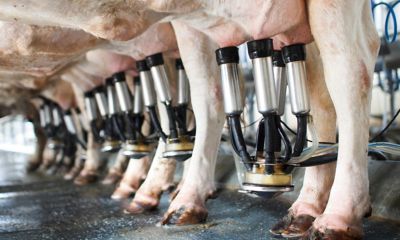 Milking cows with machinery in a farm industry for references