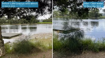 Before and after: The left shows the lake overrun by weeds on 24 March 2025, the right shows the lake cleared on 25 December 2025.