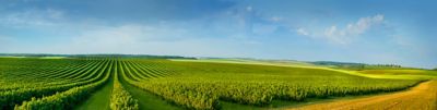 colorful fields and rows of currant bush seedlings as a background composition