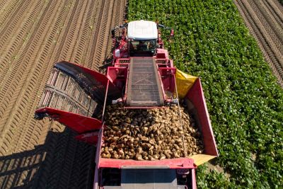 Farmers harvest sugar beet in a country field. Sugar beet harvest with a Sugarbeet harvester an agricultural machine.