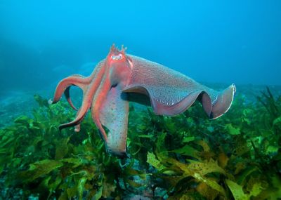 Giant cuttlefish in ocean