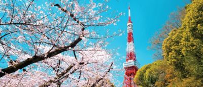 東京タワーと満開の桜並木。