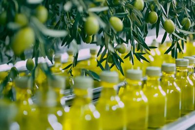 olive oil tree with olives and bottles of olive oil