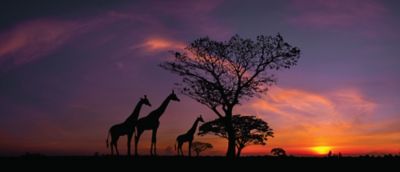 A group of giraffes feeding on acacias.