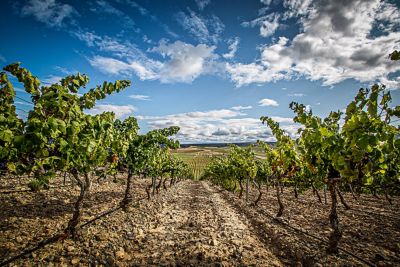 A landscape shot of a vineyard with a blue sky and clouds above