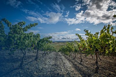 A landscape shot of a vineyard with a blue sky and clouds above